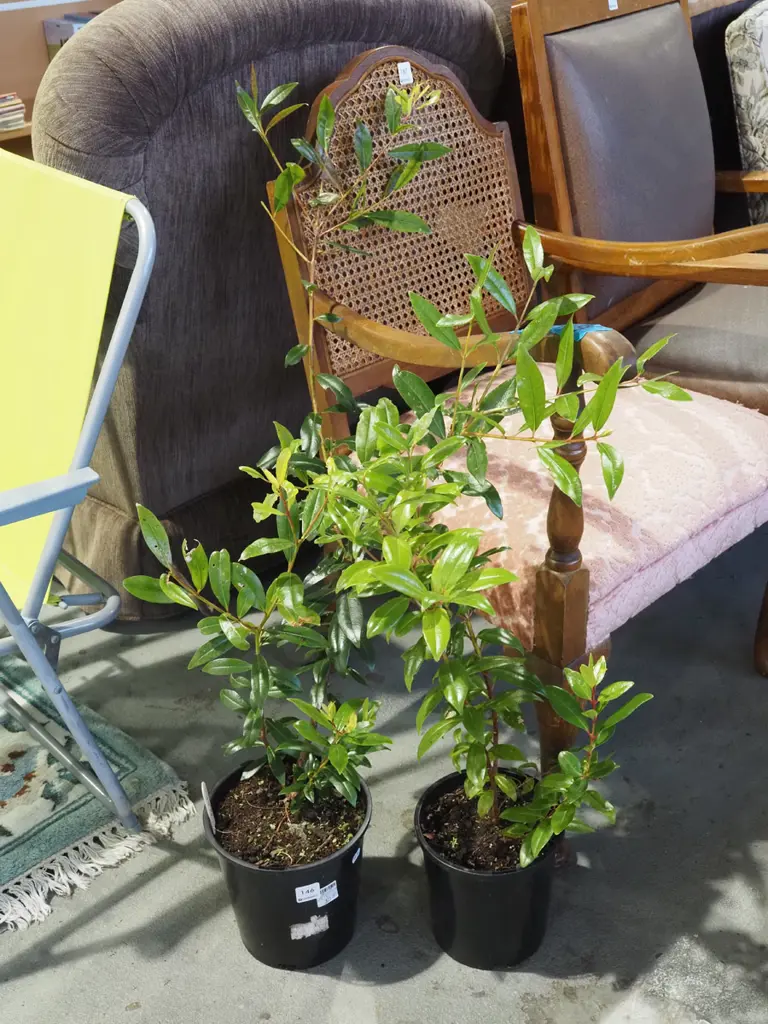 2x potted pohutukawa Image 1++