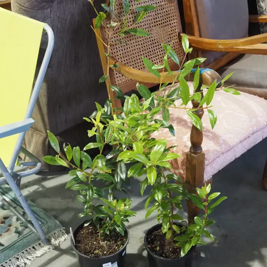2x potted pohutukawa