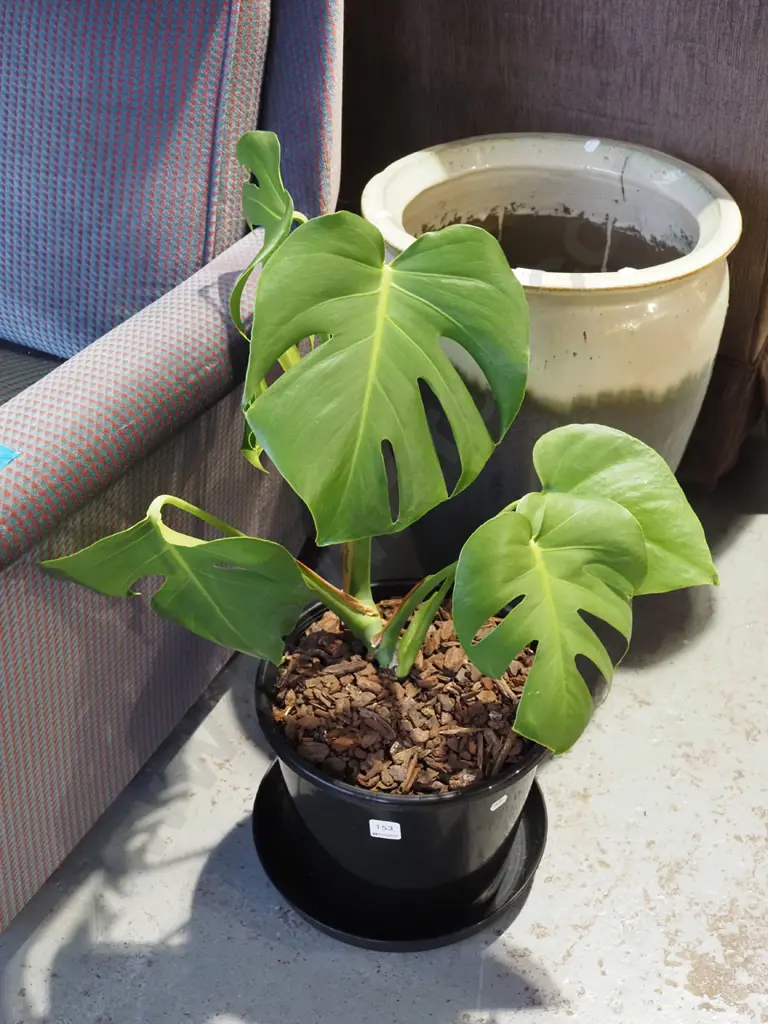 potted fruit salad plant Image 1++