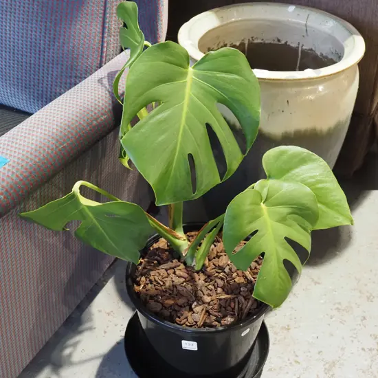 potted fruit salad plant