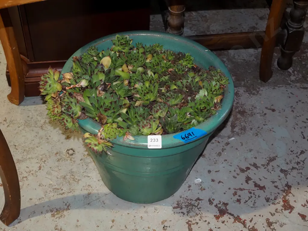 glazed planter and succulents Planter H310 Image 1++