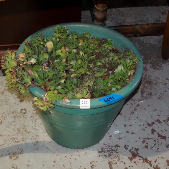 glazed planter and succulents Planter H310