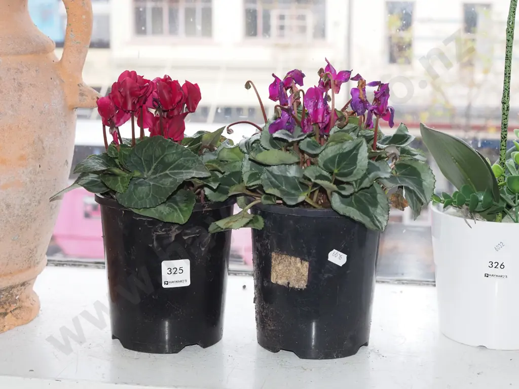 2x potted cyclamens Image 1++