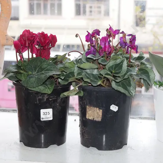 2x potted cyclamens