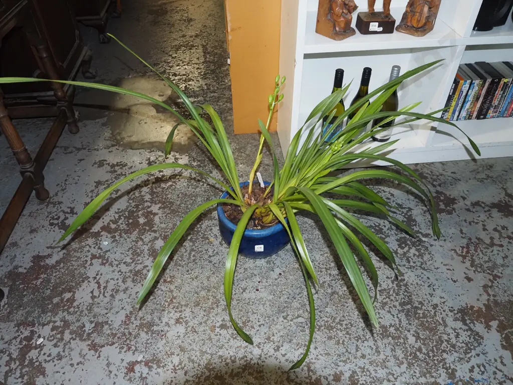 potted orchid in blue glazed planter Image 1++