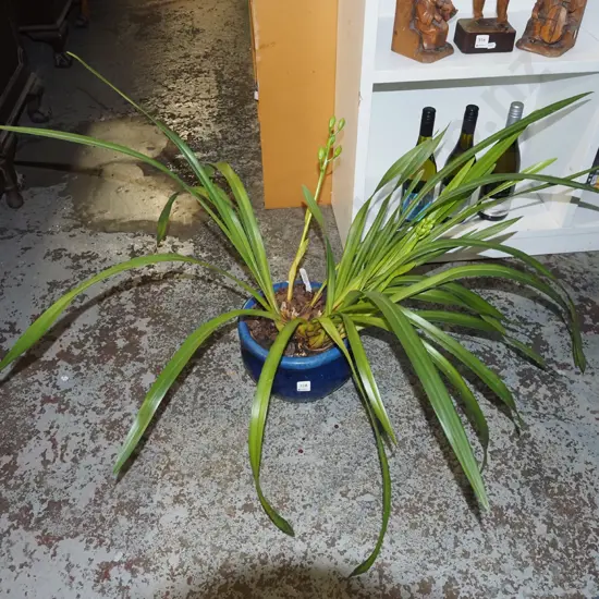 potted orchid in blue glazed planter
