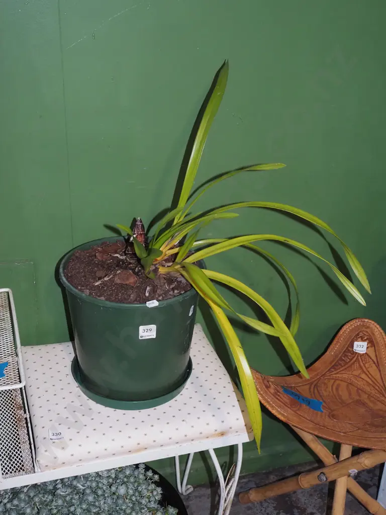 potted orchid in green plastic  planter Image 1++