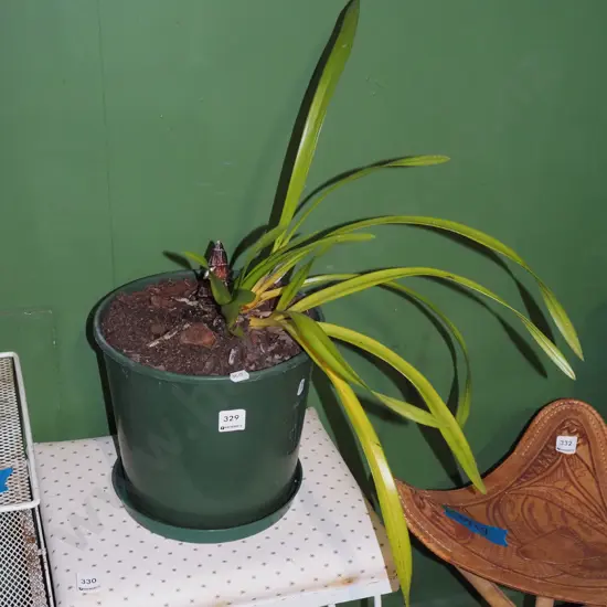 potted orchid in green plastic  planter