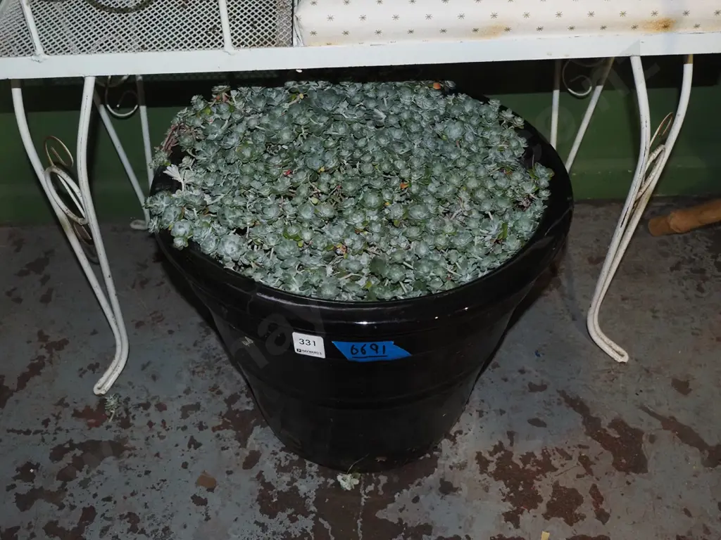 blue glazed planter and succulents Planter H300 Image 1++