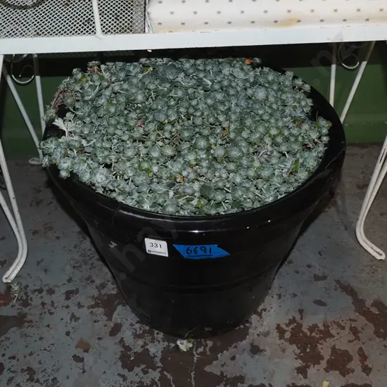 blue glazed planter and succulents Planter H300
