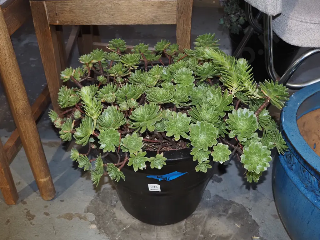 succulent in black glazed planter H300 Image 1++