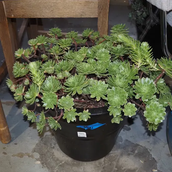 succulent in black glazed planter H300