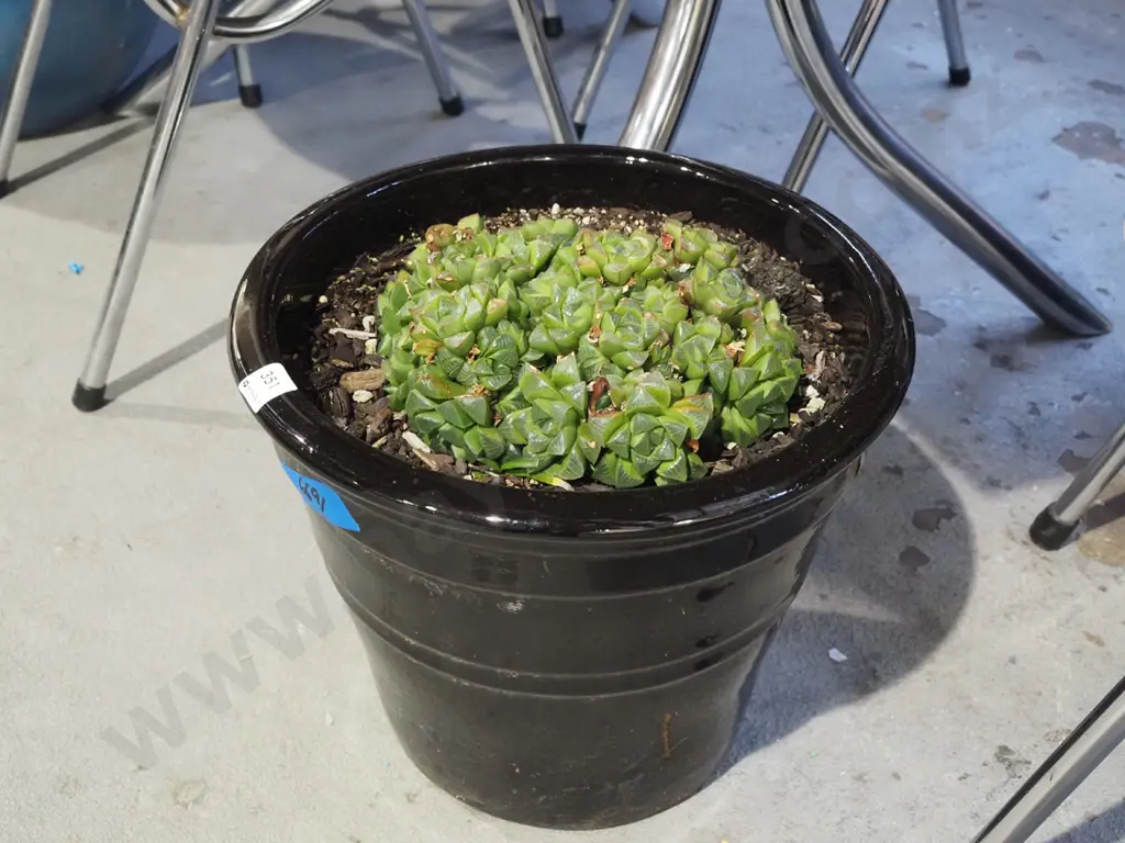 succulents in black glazed planter H300 Image 1++