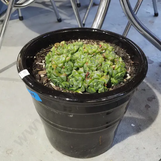 succulents in black glazed planter H300