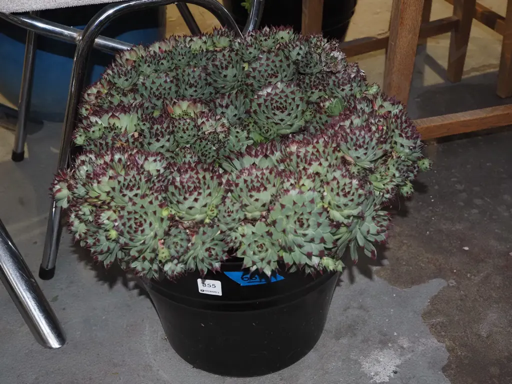 succulents in black glazed planter H300 Image 1++