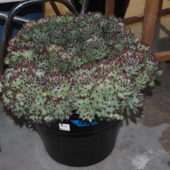 succulents in black glazed planter H300