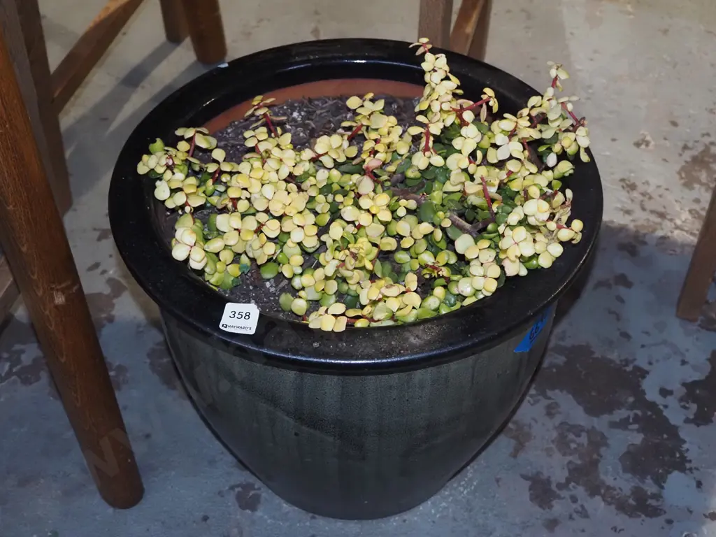 succulents in green glazed planter H330 Image 1++
