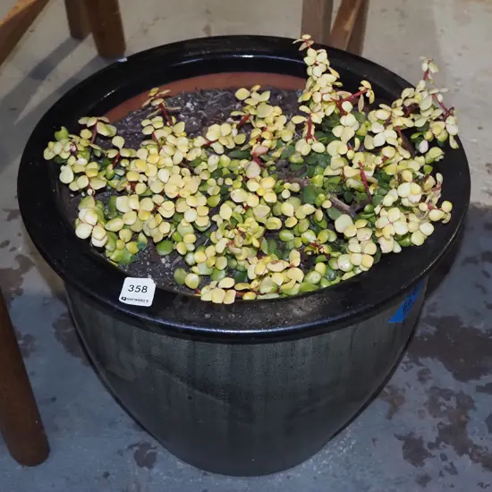 succulents in green glazed planter H330