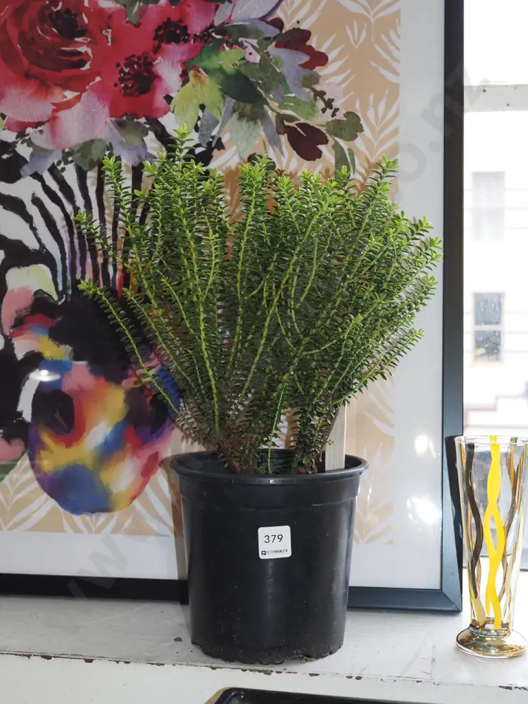 potted boxwood hebe Image 1++