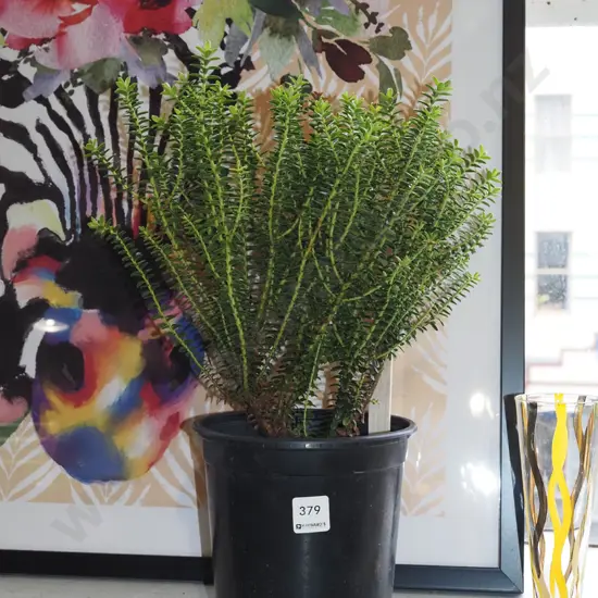 potted boxwood hebe
