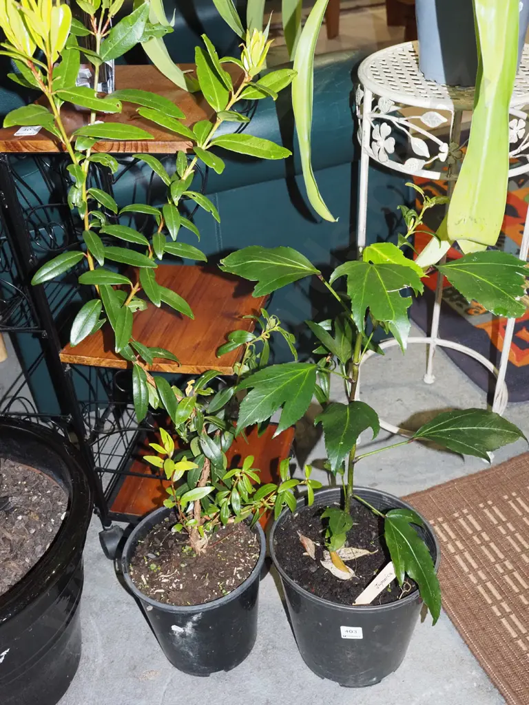 potted japonica, potted pohutukawa Image 1++