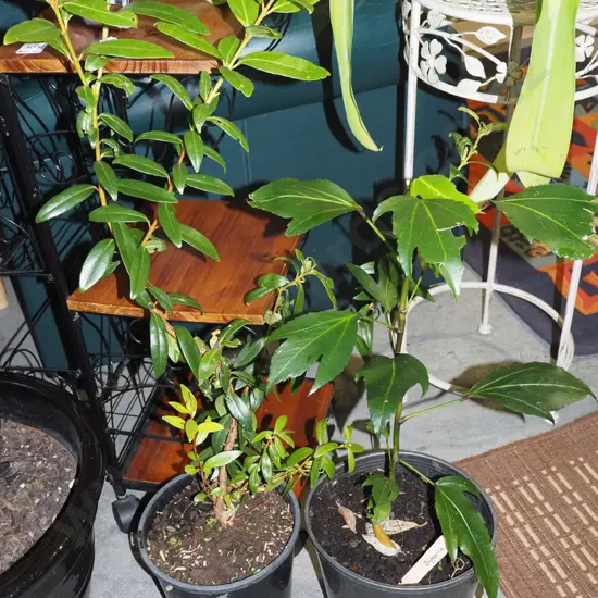potted japonica, potted pohutukawa
