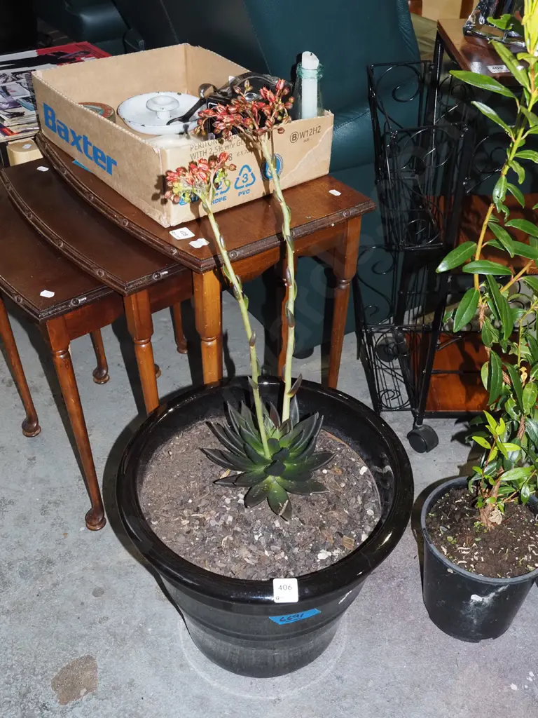 flowering succulents in black glazed planter H310 Image 1++