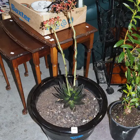 flowering succulents in black glazed planter H310