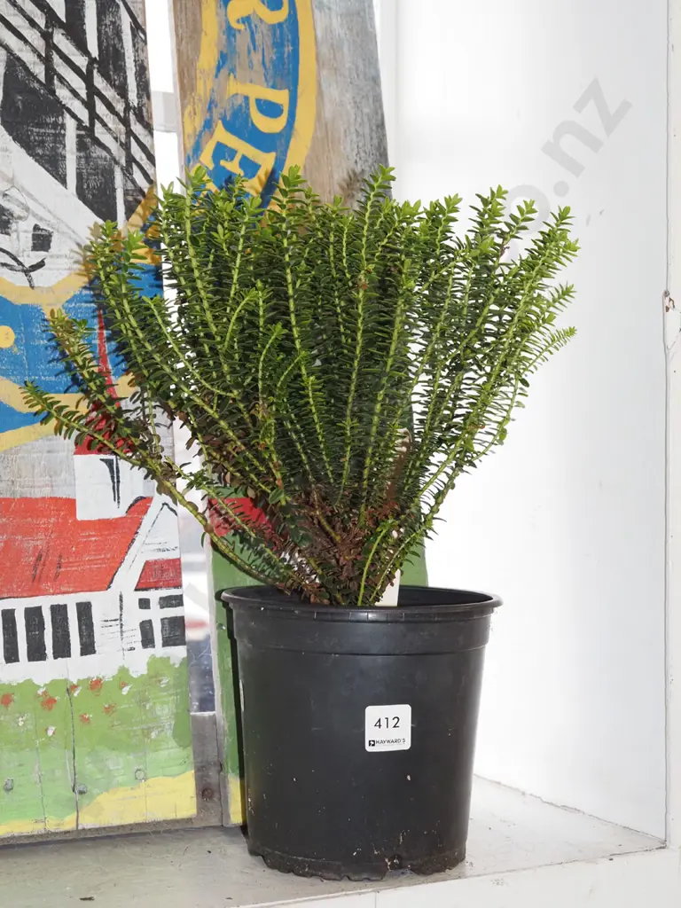 potted boxwood hebe Image 1++