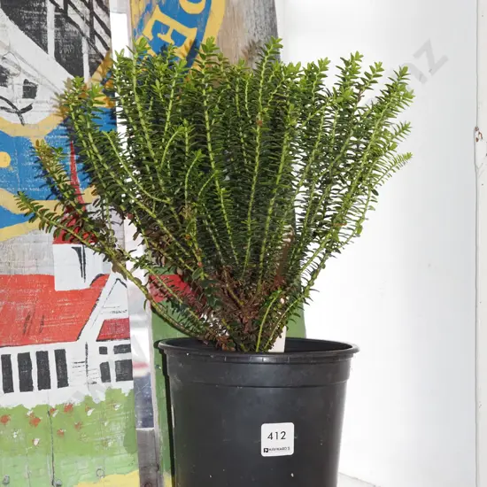 potted boxwood hebe