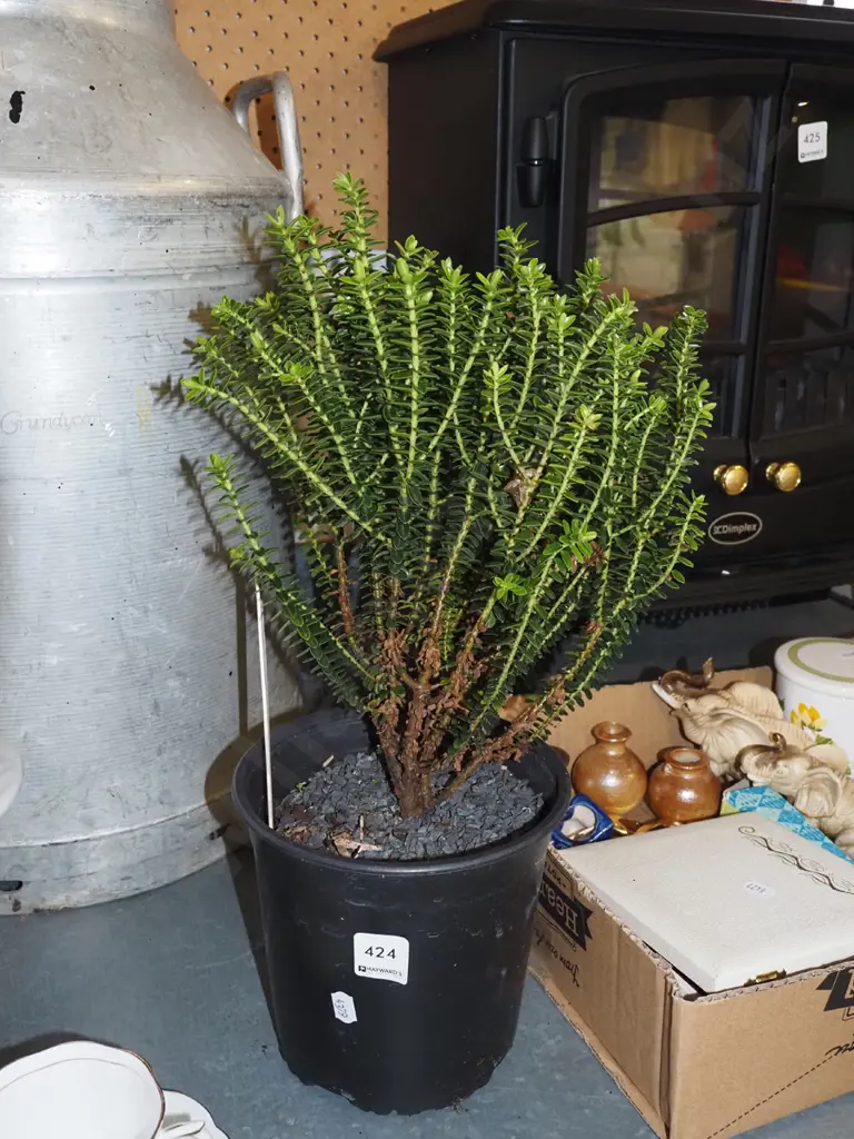 potted boxwood hebe Image 1++