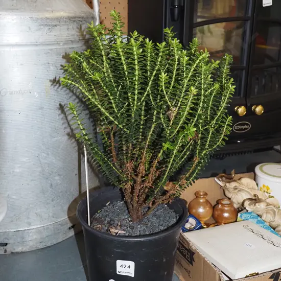 potted boxwood hebe