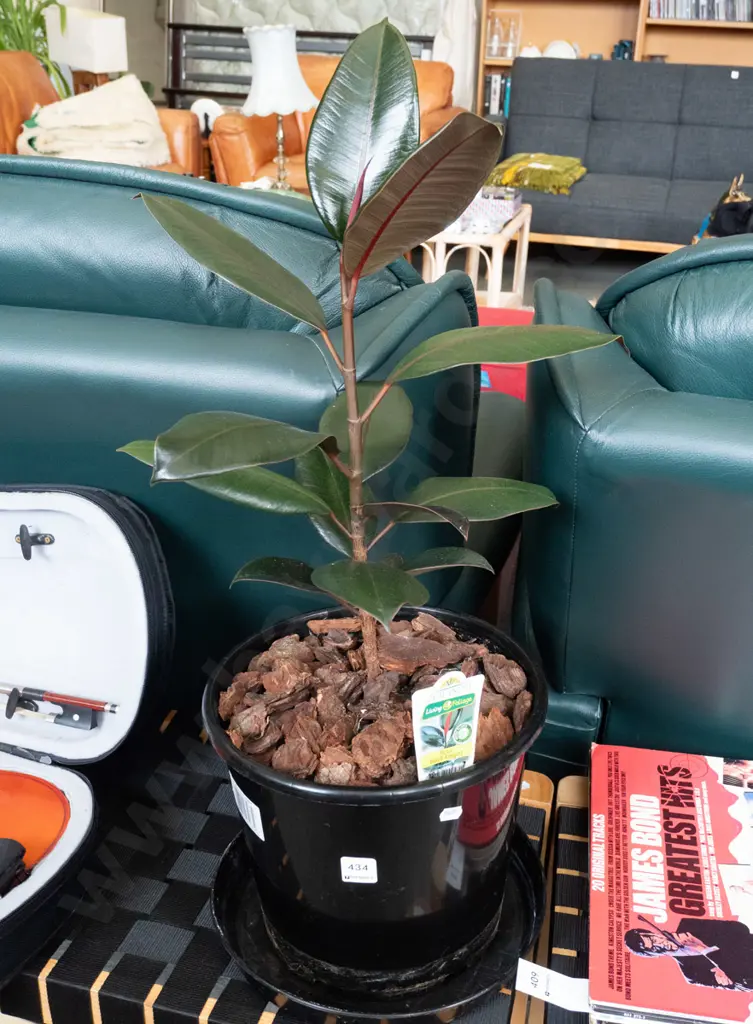 potted indoor plant - ficus black knight Image 1++