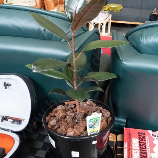 potted indoor plant - ficus black knight