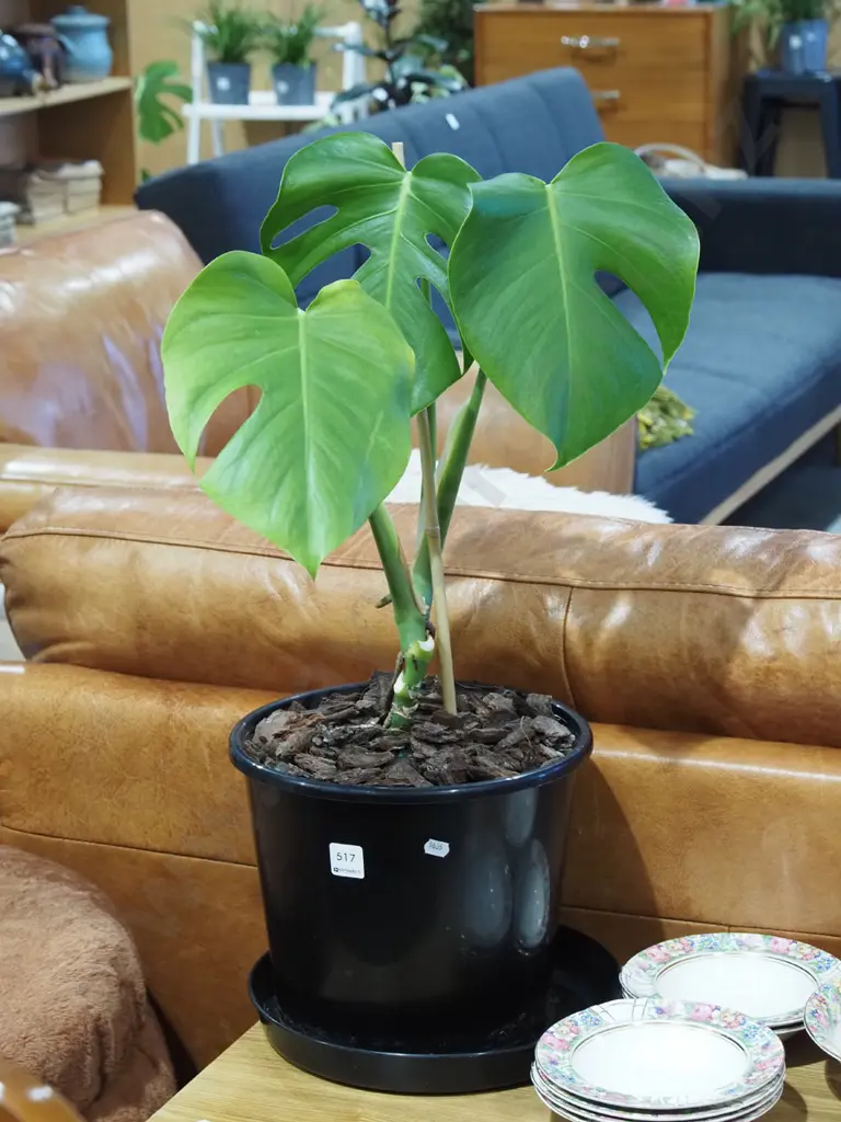 potted fruit salad plant Overall H650 Image 1++