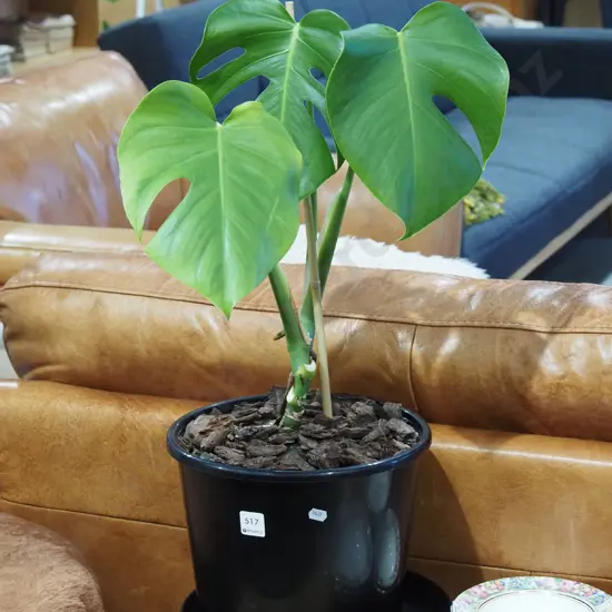 potted fruit salad plant Overall H650