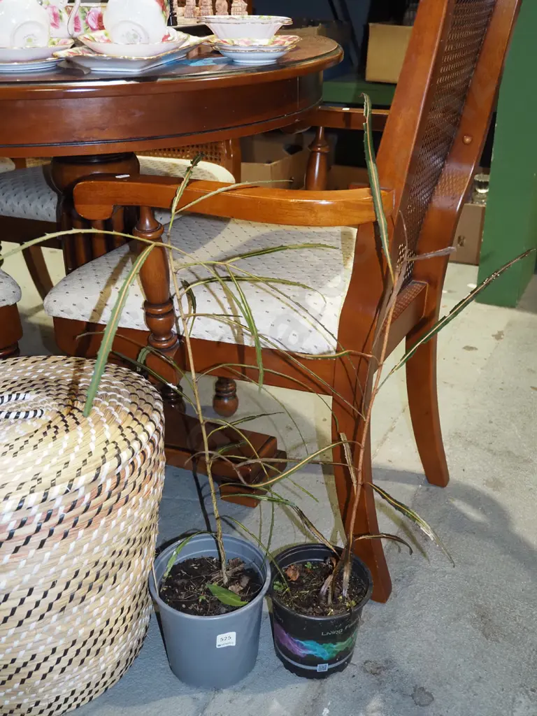 2x potted lancewoods Image 1++