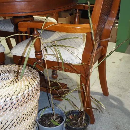 2x potted lancewoods