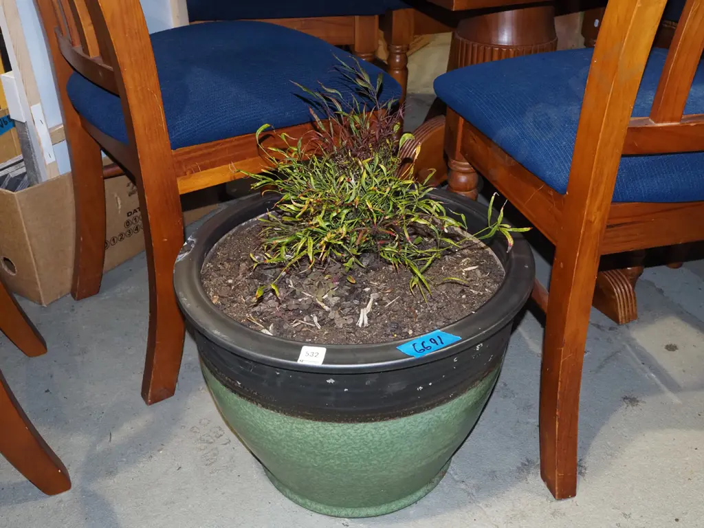 unknown plant in black and green planter H340 Image 1++