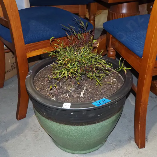 unknown plant in black and green planter H340