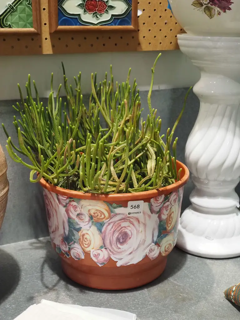 unknown plant in plastic planter Image 1++