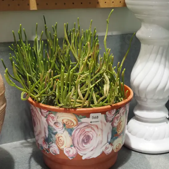 unknown plant in plastic planter