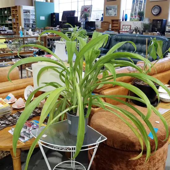 potted reinga reinga