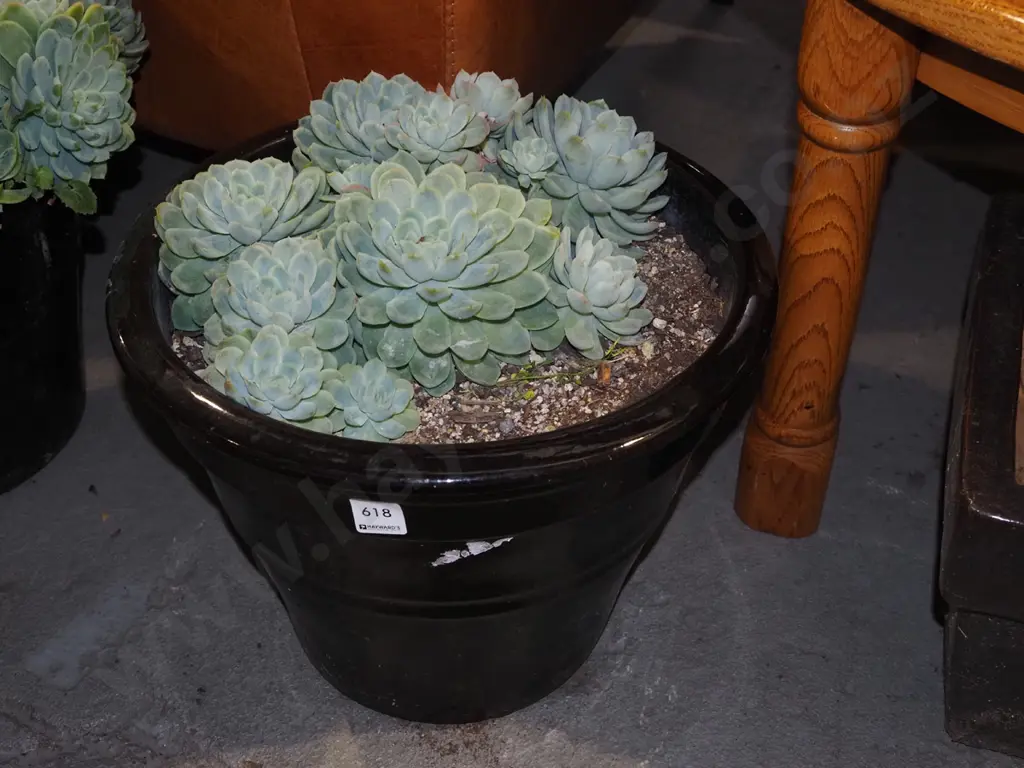 succulents in black planter H300 Image 1++