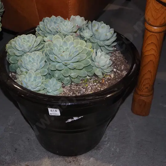 succulents in black planter H300