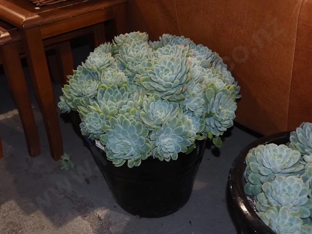 succulents in black planter H300 Image 1++