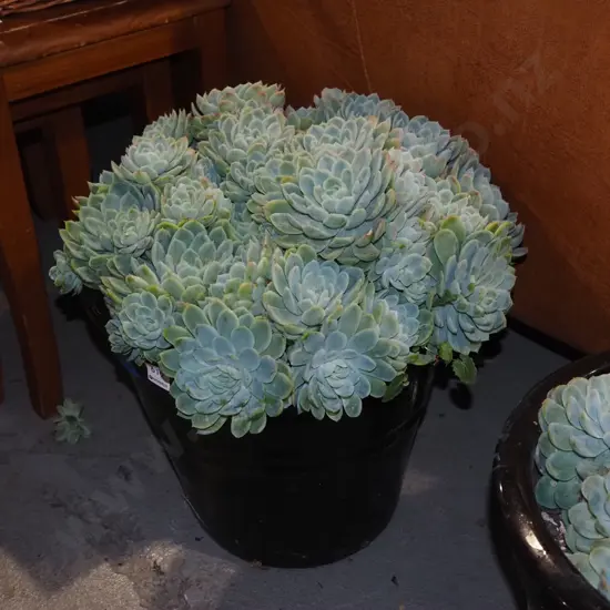 succulents in black planter H300