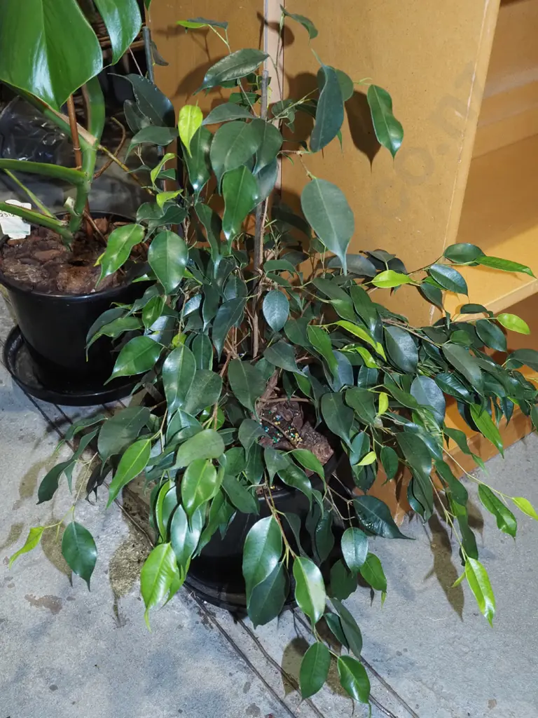 potted ficus in plastic pot Overall H640 Image 1++