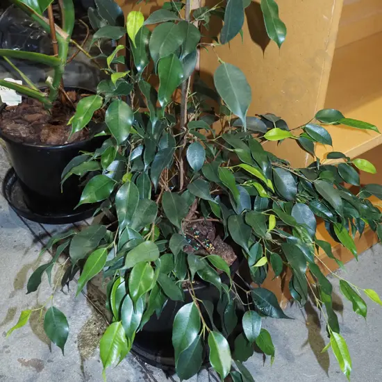 potted ficus in plastic pot Overall H640
