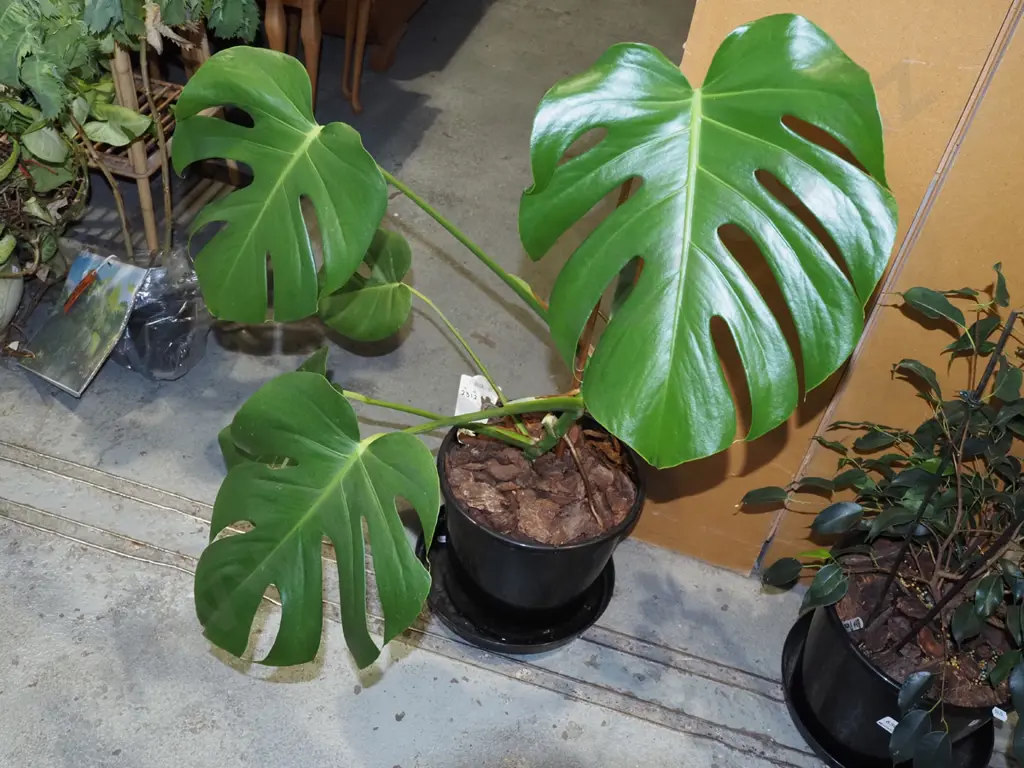 potted fruit salad plant in plastic planter Overall 800 Image 1++